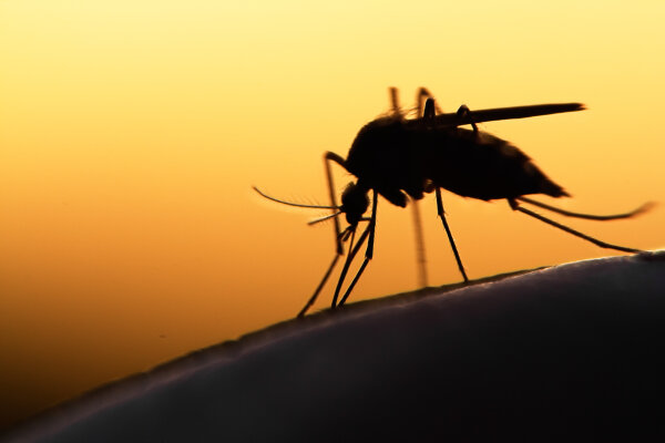Durchbruch in der Forschung – Malaria-Impfstoff entwickelt - Durchbruch in der Forschung – Malaria-Impfstoff entwickelt | Blog | MedSolut